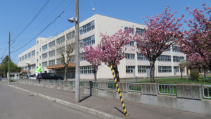 新川中学校とヤエザクラ