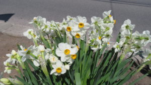 スイセンの花