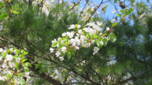 エゾヤマザクラの花