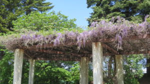 [新川中央公園]藤棚とフジの花