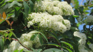 [市道西牧場第2号線]ナナカマドの白い花