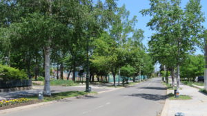 市道とシラカバ並木