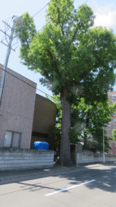 札幌市保存樹木のヤチダモ［大覚寺］