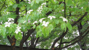 ヤマボウシの白い花（総苞）