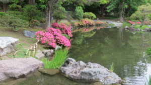 日本庭園の池とほとりに咲くサツキの花