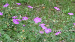 アケボノフウロの花