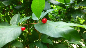 エゾヒョウタンボクの赤い果実