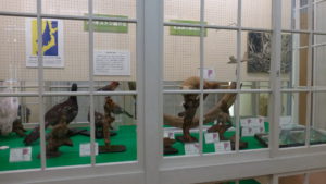 展示「北海道の動物たち」