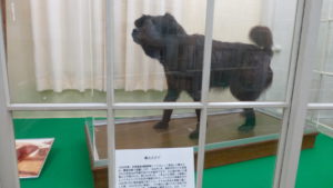 樺太犬「タロ」のはく製
