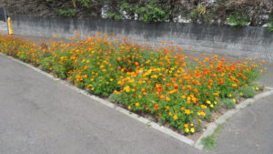 花いっぱいの歩道の花壇