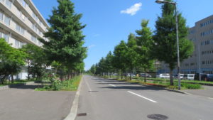 市道のイチョウ並木と山口団地5号棟（左）、4号棟（右）