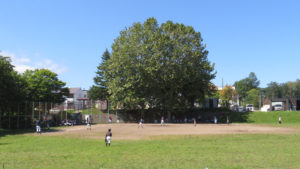 真駒内川緑地（石山地区）の少年野球場とプラタナスの木を望む