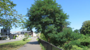 真駒内川散策路とニセアカシアの木
