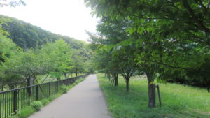真駒内川散策路とサクラ並木