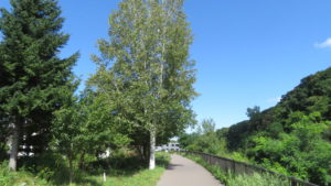 真駒内川散策路とシラカバの木
