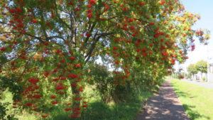 安春川遊歩道とナナカマドの赤い果実