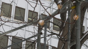 7丁目 ユリノキの果実の殻に積もった雪