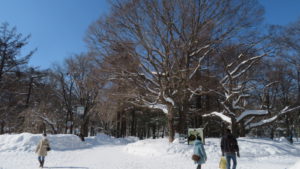 円山公園内の雪の園路と木立を望む