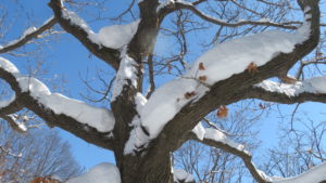 雪の積もったカシワの木