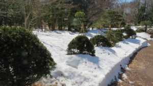 雪の残った庭園とイチイの木