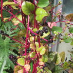 ツルムラサキの赤い茎と濃紫色の果実