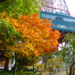 テレビ塔とヤマモミジの紅葉