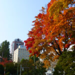 ヤマモミジの紅葉と札幌市資料館