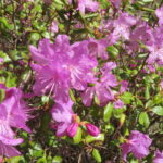 エゾムラサキツツジの花
