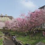 うらうちない川下流と満開の桜
