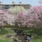 うらうちない川下流と満開の桜