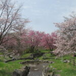 うらうちない川上流と満開の桜