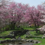 うらうちない川上流と満開の桜