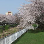 月寒河畔緑地（右岸）の満開になった桜並木