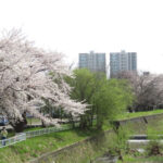 月寒河畔緑地の桜並木（右岸）