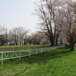 月寒河畔緑地の桜並木（左岸）