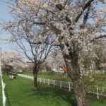 月寒河畔緑地の桜並木（左岸）を望む