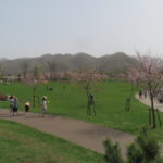 池と芝生広場と満開のエゾヤマザクラを望む