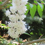 シロバナヤエウツギの花